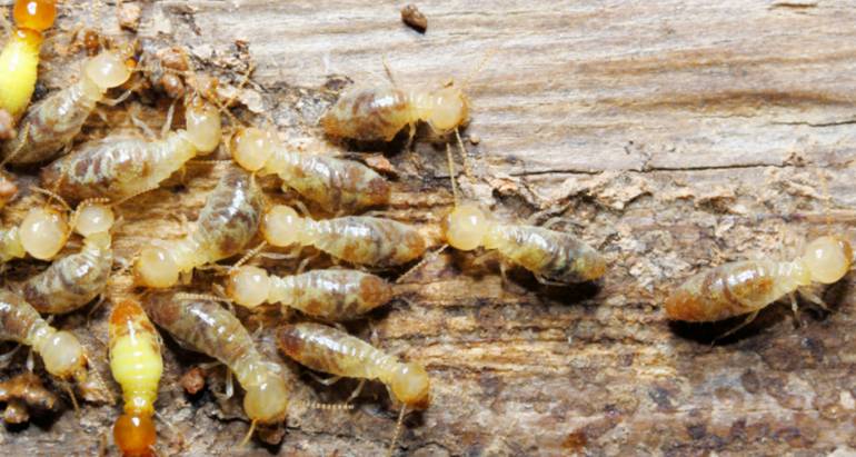 Termite Extermination