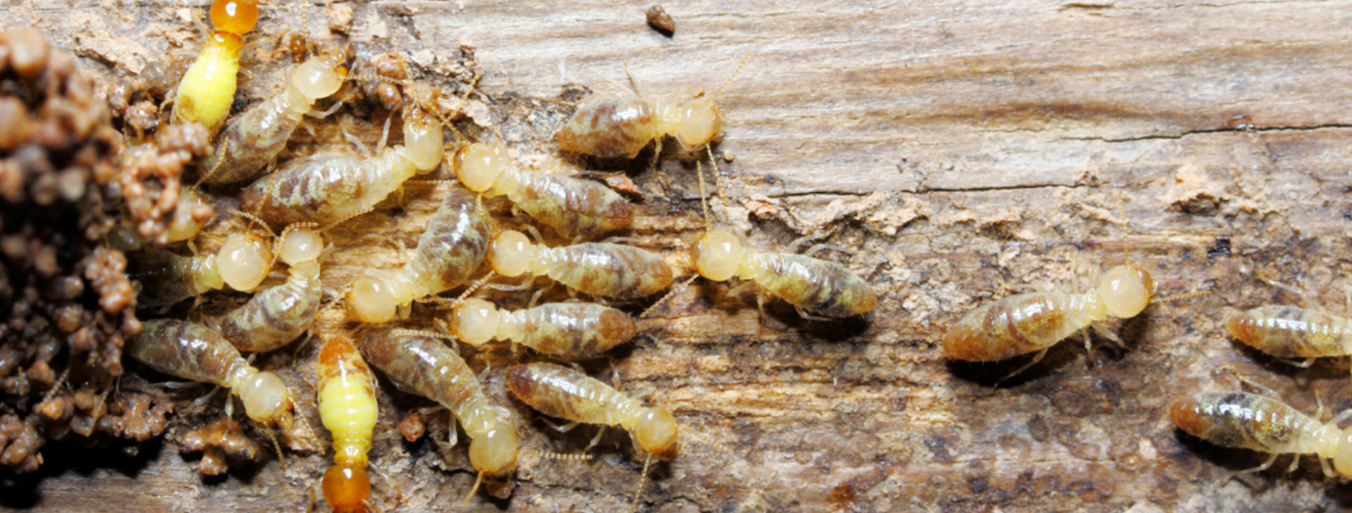 Termite Extermination - Fremantle Pest Control